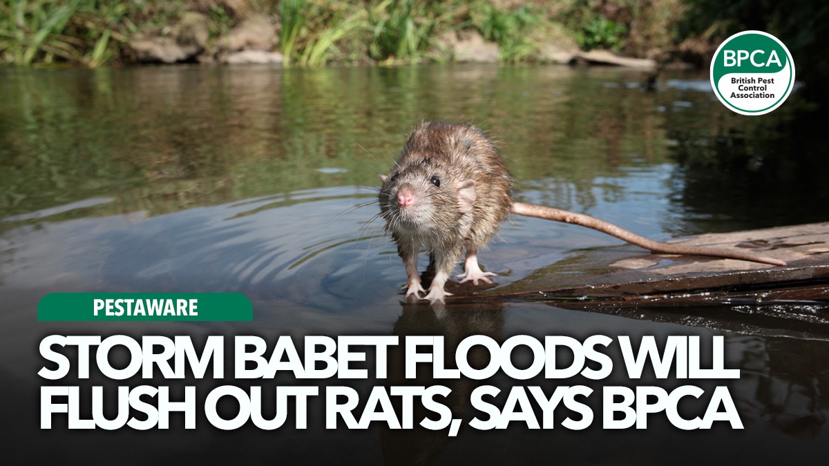 storm-babet-floods-flush-out-rats-bpca-hero